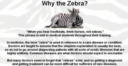 image of zebra with text